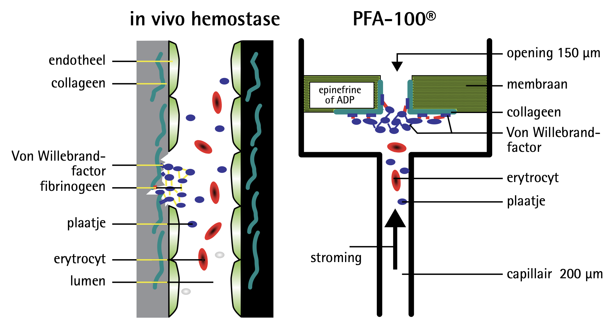 De PFA-100® bootst plaatjesadhesie en -aggregatie na in stromend bloed.1
